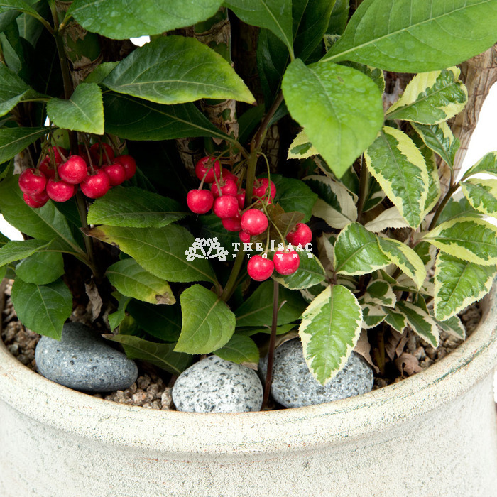 상세이미지