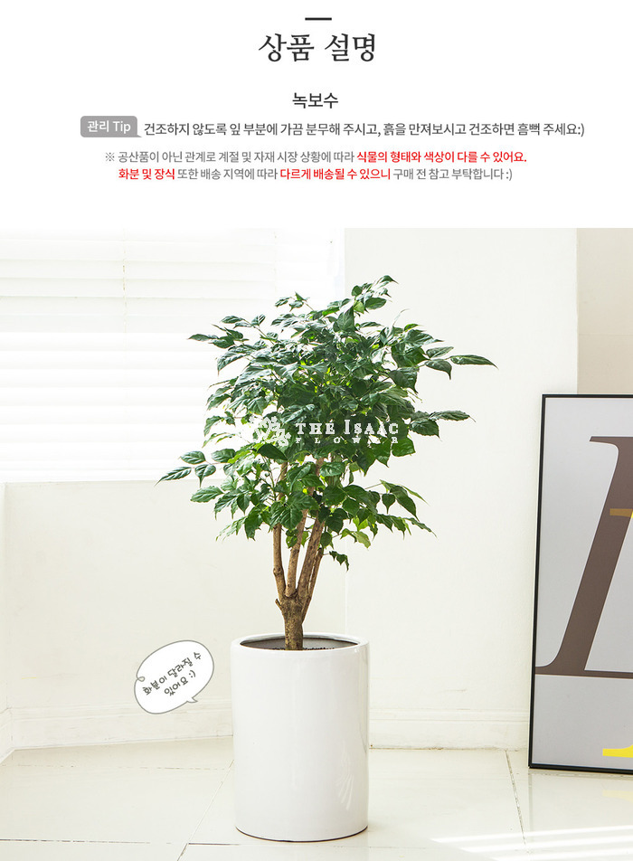 상세이미지
