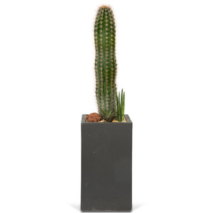 선인장