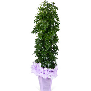 홍콩야자