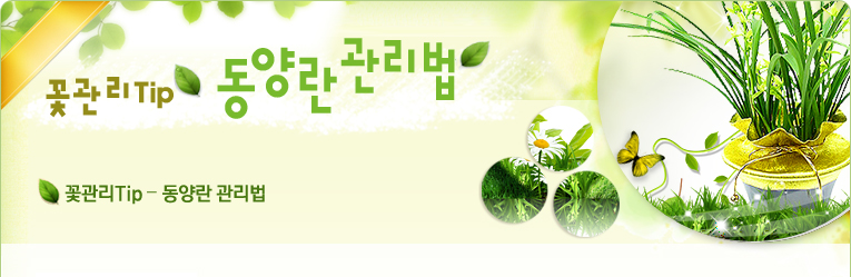 동양란 관리법